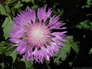 Картинка цветы васильки