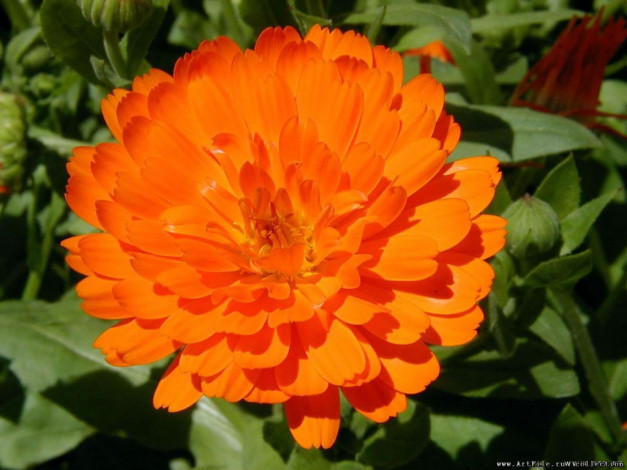 Обои картинки фото цветы, календула