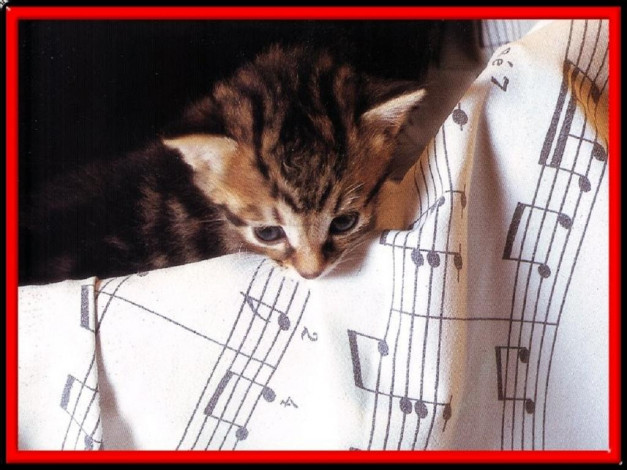 Обои картинки фото животные, коты