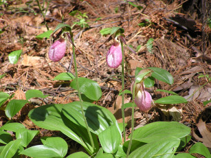 Картинка цветы кальцеолярия венерины башмачки