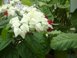 Картинка цветы клеродендрумы