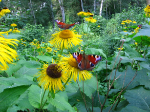 Картинка природа