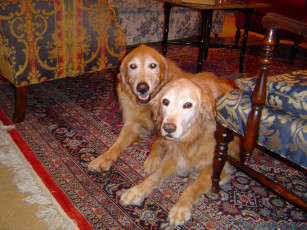 Картинка животные собаки