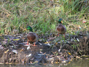Картинка животные утки