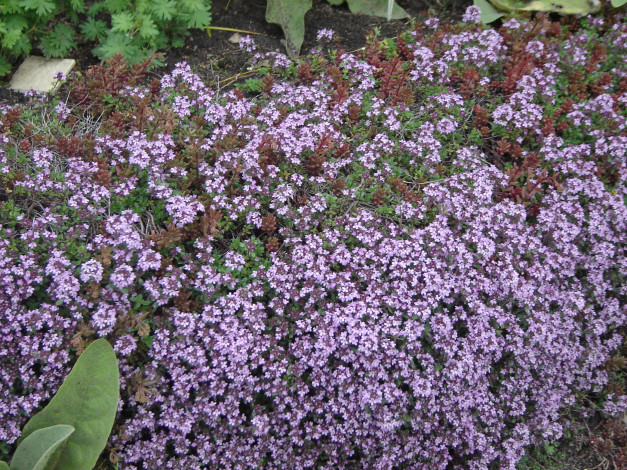 Обои картинки фото цветы, лантана, вербена