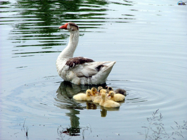 Обои картинки фото животные, гуси