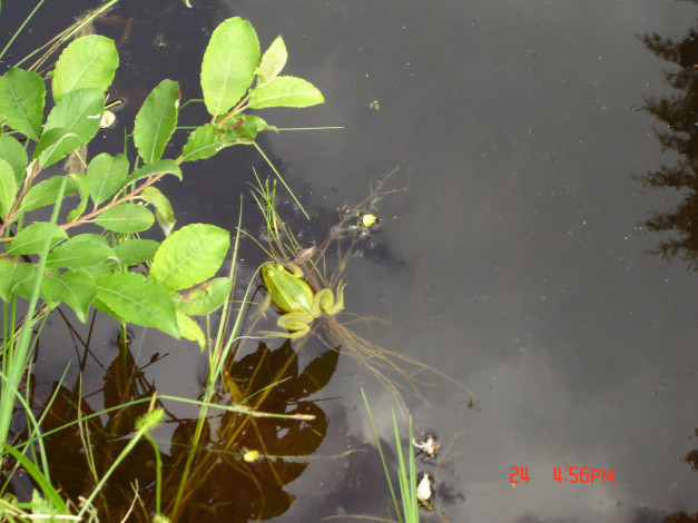 Обои картинки фото животные, лягушки