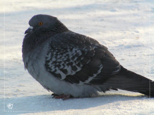 Картинка животные голуби