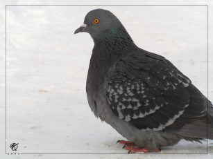 Картинка животные голуби