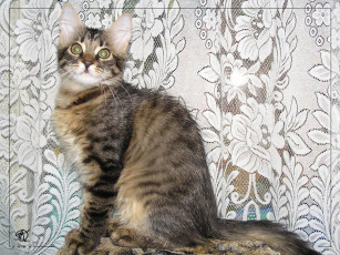 Картинка животные коты