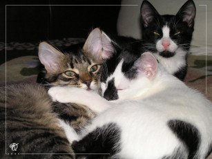 Картинка животные коты