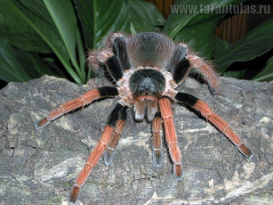 Картинка животные пауки