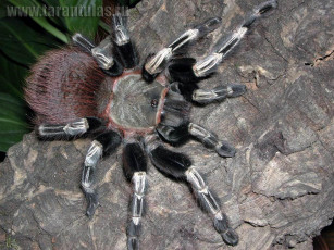 Картинка животные пауки