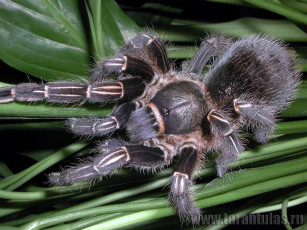 Картинка животные пауки