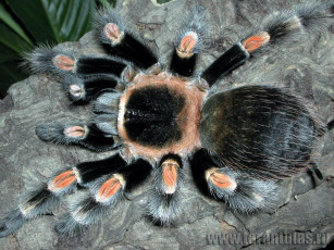 Картинка животные пауки