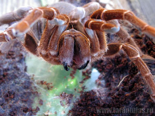 Картинка животные пауки