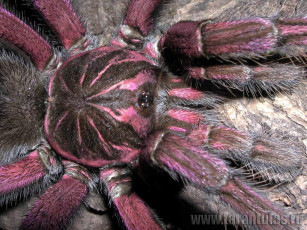 Картинка животные пауки