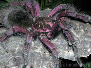 Картинка животные пауки