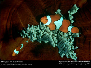 Картинка животные рыбы