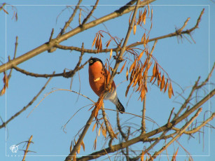 Картинка животные снегири
