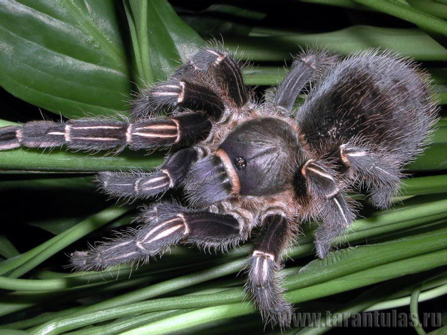 Обои картинки фото животные, пауки