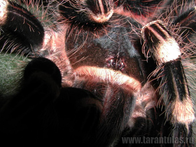 Обои картинки фото животные, пауки