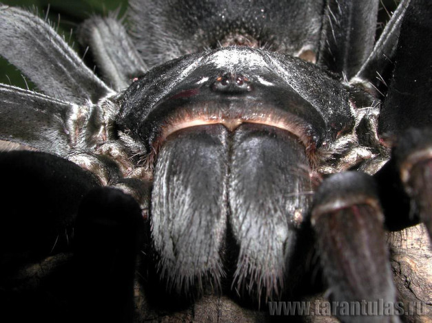 Обои картинки фото животные, пауки