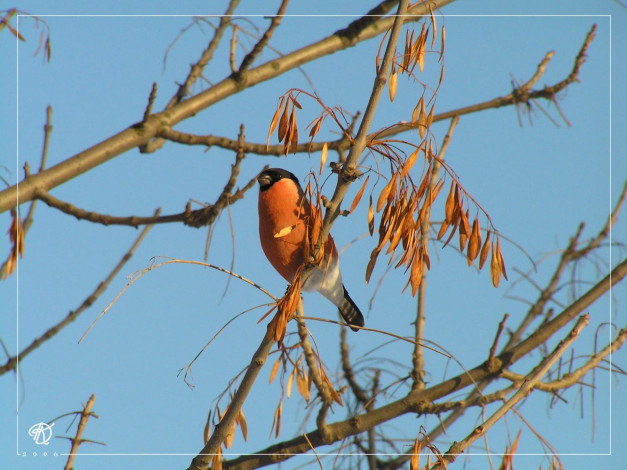 Обои картинки фото животные, снегири