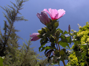 Картинка цветы мальвы