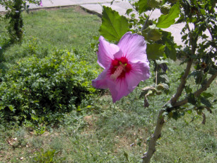 Картинка цветы мальвы