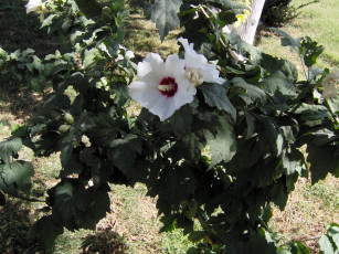 Картинка цветы мальвы