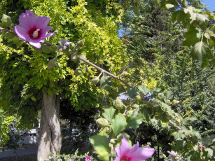 Картинка цветы мальвы