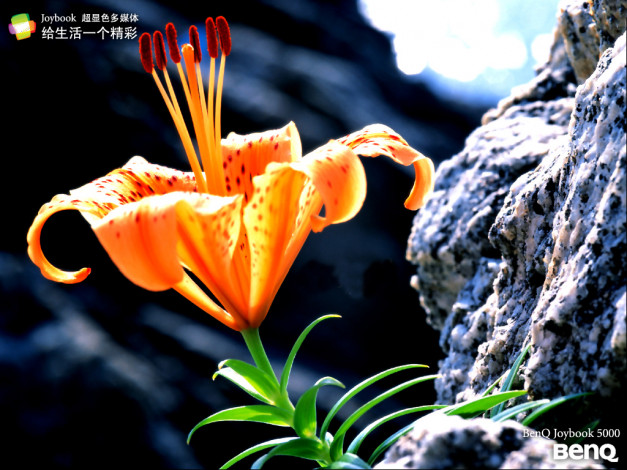 Обои картинки фото бренды, benq