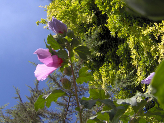 Обои картинки фото цветы, мальвы