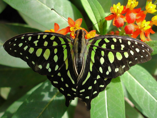 Обои картинки фото животные, бабочки