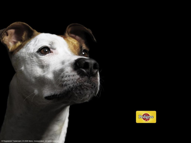 Обои картинки фото бренды, pedigree