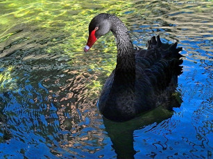 Картинка животные лебеди