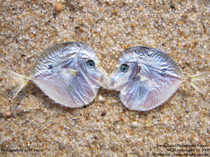 Картинка животные рыбы