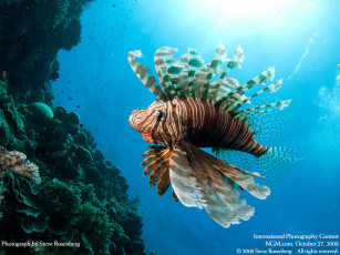 Картинка животные рыбы