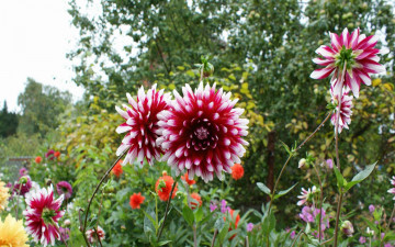 Картинка цветы георгины