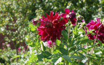 Картинка цветы георгины