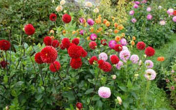 Картинка цветы георгины