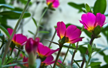 Картинка цветы портулак