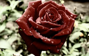 Картинка цветы розы