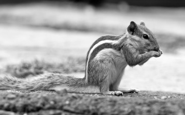 Картинка животные бурундуки