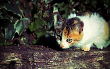 Картинка животные коты