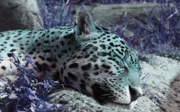 Картинка животные леопарды