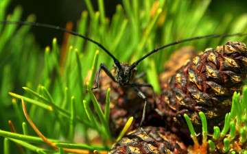 Картинка животные насекомые