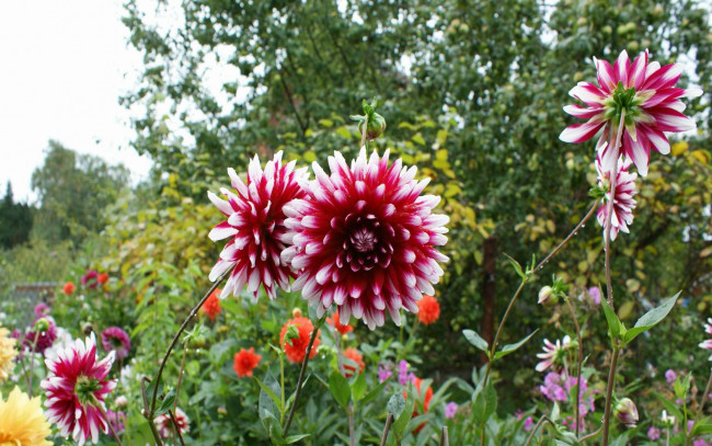 Обои картинки фото цветы, георгины