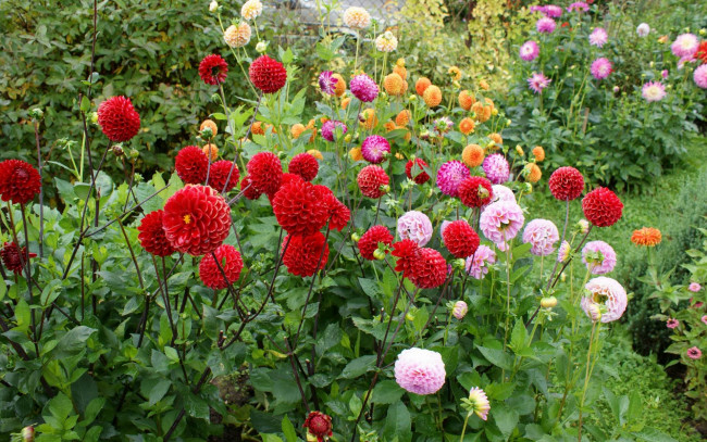 Обои картинки фото цветы, георгины